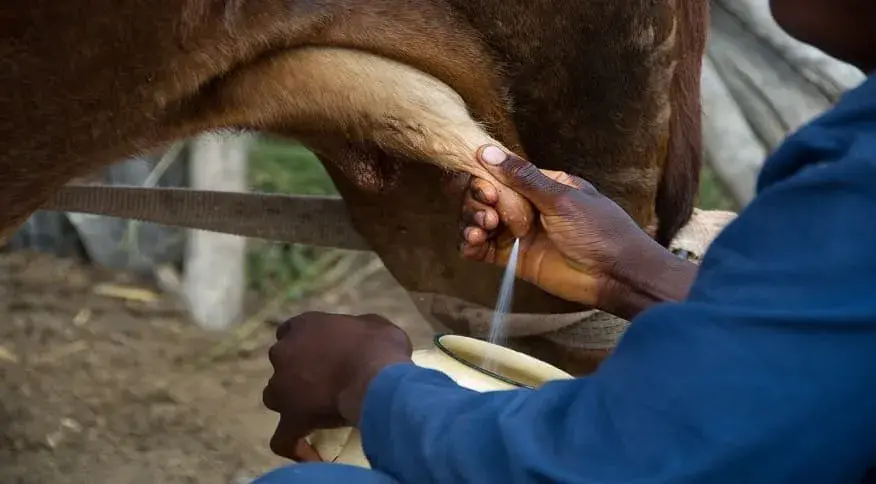 homem tirando leite da vaca